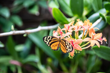 Butterfly on a green leaf in nature