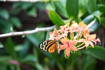 Butterfly on a green leaf in nature