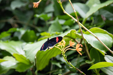Butterfly on a green leaf in nature