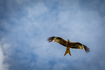 Red kite in flight on a summers day over a field on the outskirts of London, Image shows a lone Red kite or milvus milvus flying with a blue sky and slight cloud