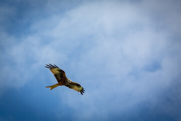Red kite in flight on a summers day over a field on the outskirts of London, Image shows a lone Red kite or milvus milvus flying with a blue sky and slight cloud