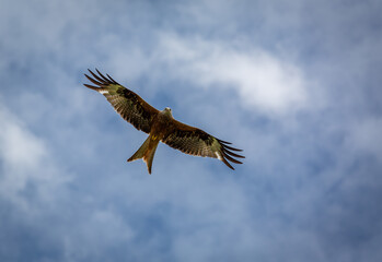 Red kite in flight on a summers day over a field on the outskirts of London, Image shows a lone Red kite or milvus milvus flying with a blue sky and slight cloud
