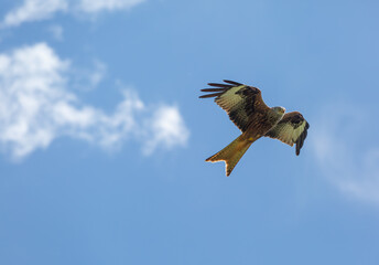Red kite in flight on a summers day over a field on the outskirts of London, Image shows a lone Red kite or milvus milvus flying with a blue sky and slight cloud