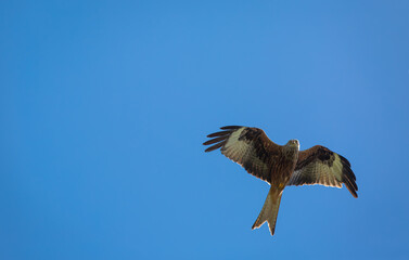 Red kite in flight on a summers day over a field on the outskirts of London, Image shows a lone Red kite or milvus milvus flying with a blue sky and slight cloud