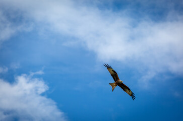Red kite in flight on a summers day over a field on the outskirts of London, Image shows a lone Red kite or milvus milvus flying with a blue sky and slight cloud