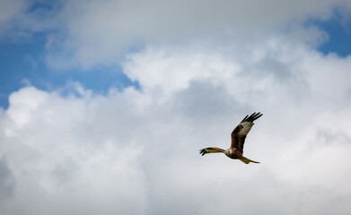 Red kite in flight on a summers day over a field on the outskirts of London, Image shows a lone Red kite or milvus milvus flying with a blue sky and slight cloud