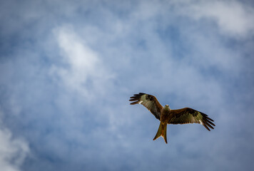 Red kite in flight on a summers day over a field on the outskirts of London, Image shows a lone Red kite or milvus milvus flying with a blue sky and slight cloud