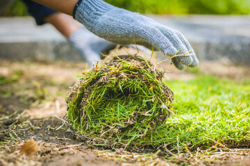 A man lays sod rolls on a new lawn. He carefully places the rolls in a row to create a uniform green surface.