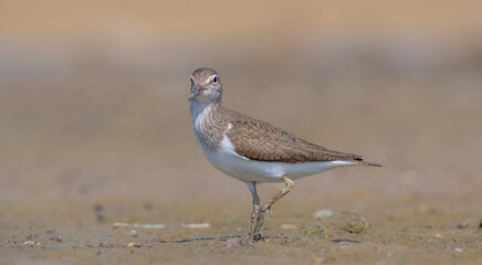Actitis hypoleucos (Common Sandpiper) is a common wetland bird in Turkey. They breed in suitable habitats in the Tigris Valley.