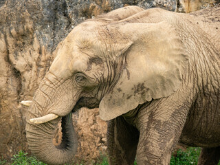 Fototapeta premium Elephants from the Cabarceno park (Cantabria)