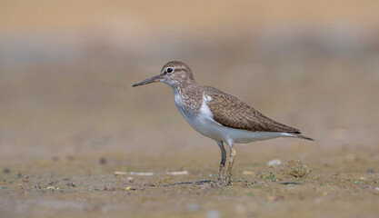 Actitis hypoleucos (Common Sandpiper) is a common wetland bird in Turkey. They breed in suitable habitats in the Tigris Valley.