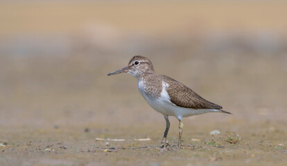 Actitis hypoleucos (Common Sandpiper) is a common wetland bird in Turkey. They breed in suitable habitats in the Tigris Valley.