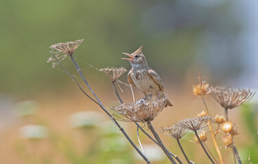 Crested Lark (Galerida cristata) is a songbird. It is a common and resident birds in Asia and Europe. It lives in barren and stony areas and is a common species in South East Anatolia region of Turkey
