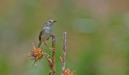 Narin prinia (Prinia lepida), Türkiye'nin Güneydoğu bölgesinde yaşayan bir ötücü kuştur. Dünyanın en güzel ötücü kuşlarından biridir.
