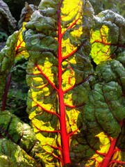 Fresh and crisp chard in summer after watering against the light shining beautifully red and green