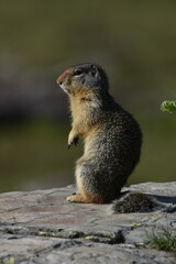 prairie dog Columbian Ground Squirrel Sitting Hunchback