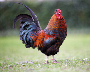 Red brown rooster isolated on blurred garden background
