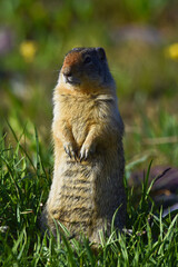 Columbian Ground Squirrel Grumpy funny image 