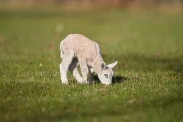 Young little white lamb on meadow