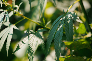 Leaf bush marijuana cannabis on blurred background with nature light