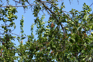 green plums standing in large numbers on the tree