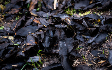 Black decaying autumn leaves laying on the ground