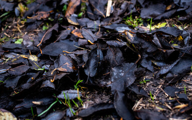Black decaying autumn leaves laying on the ground