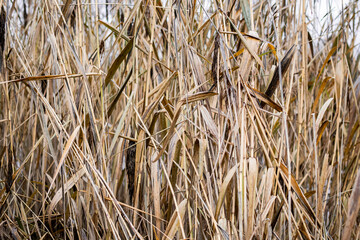 A wall of stems and leaves of golden dry reeds