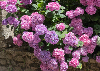 Pink and purple flowers of Hortensia