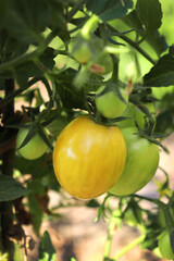 a bush of ripening red and yellow cherry cocktail tomatoes