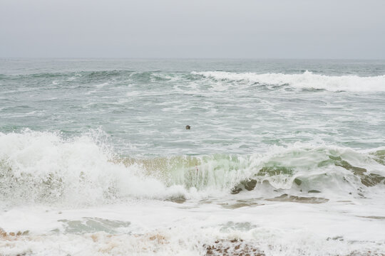 A seal's head pops out of the surf on a foggy day at a beach near Santa Cruz, California
