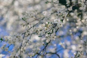 Prunus domestica italica greengages plums tree in bloom, beautiful rich flowering branches in springtime