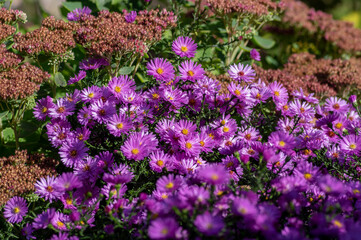 Symphyotrichum novi-belgii flowering plant, beautiful summer autumn rich petal flowers in bloom