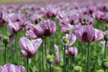 Obraz premium Mohnblumen