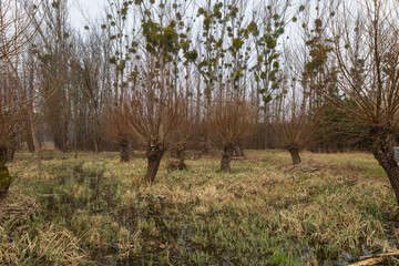 Floodplain forest and willow - Salix caprea. Water flows around the trees. The landscape is illuminated by the setting sun.