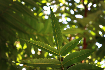 bright green fern leaves in the garden