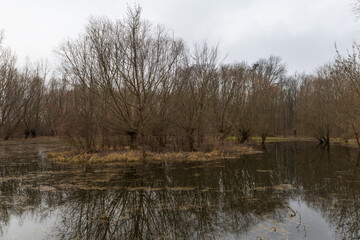 Floodplain forest. Trees growing in water. Wild nature. Pond and trees