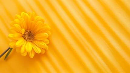  A solitary yellow flower atop a yellow-striped tablecloth, its green stem emerging from the flower's center