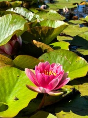 Green Water Lily (Lily Pad) with Pink Flowers