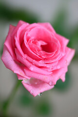 Bouquet of pink roses in vase