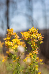 Hypericum perforatum or St John's wort spring yellow flower after the wildfires in Kirki Evros...