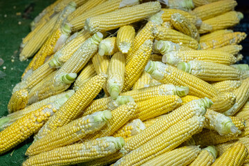 Fresh corn cobs on bazaar.