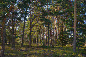 Trees standing on the forest