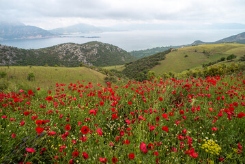 red, flower, nature, flowers, love, red garden, lake