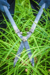 Hands holding the gardening scissors on green grass. Gardening concept background.