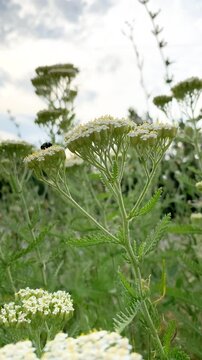 Flowering yarrow milfoil Achillea millefolium, a herbaceous plant from the aster family.