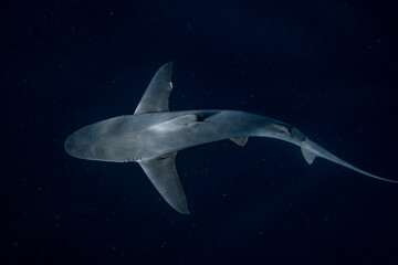 Fototapeta premium Shark background; sandbar shark swimming in the dark ocean abyss.