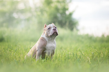 american bully