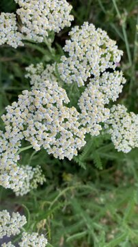 Flowering yarrow millefoil Achillea millefolium, a herbaceous plant from the aster family.