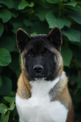 akita puppy